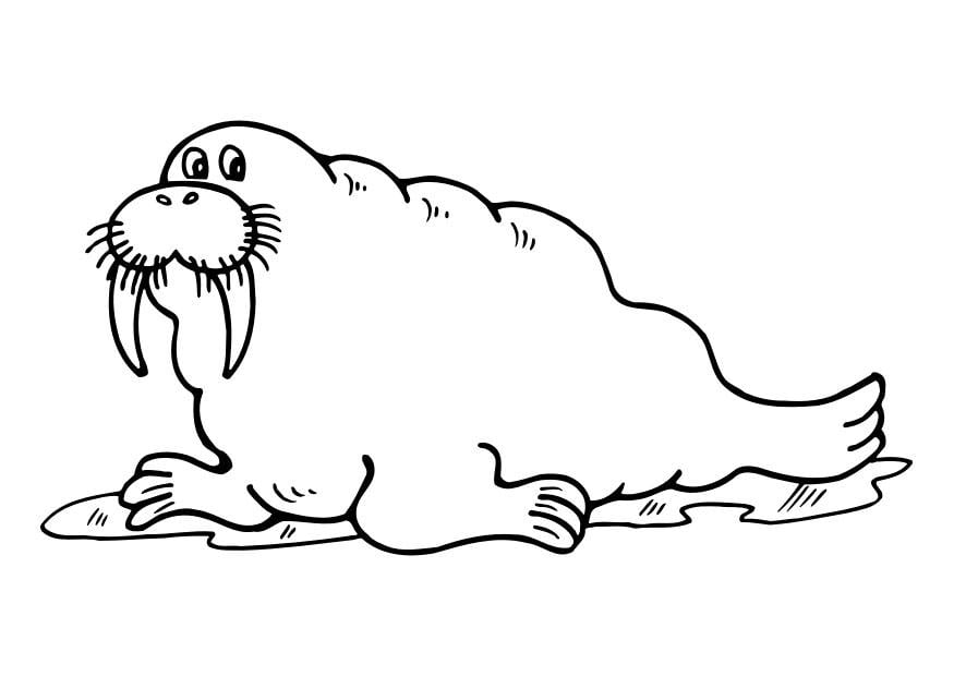 Coloring page walrus