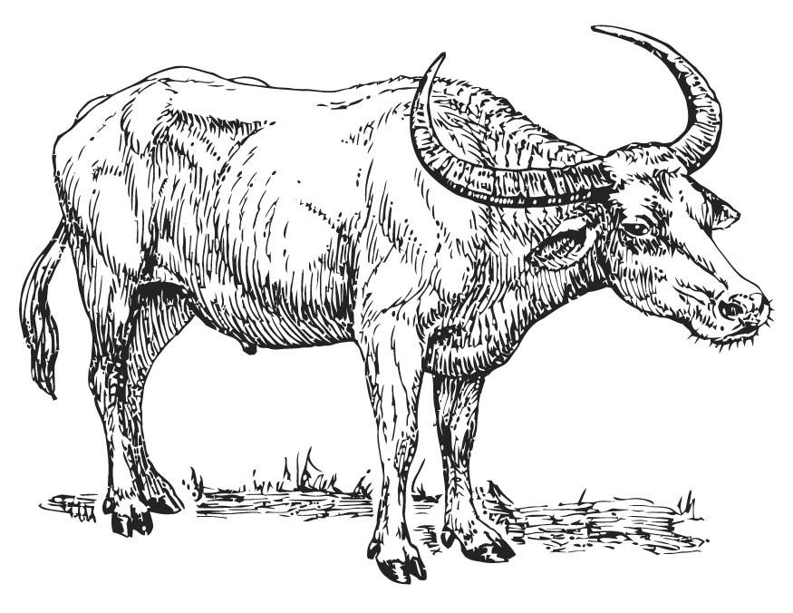 Coloring page water buffalo