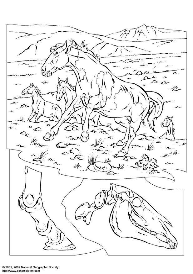 Coloring page wild horses