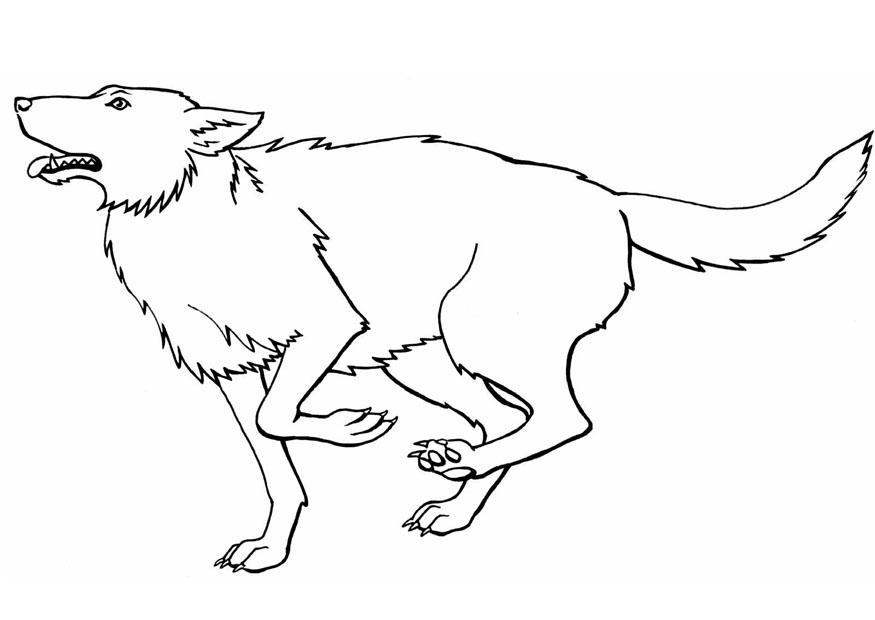 Coloring page wolf