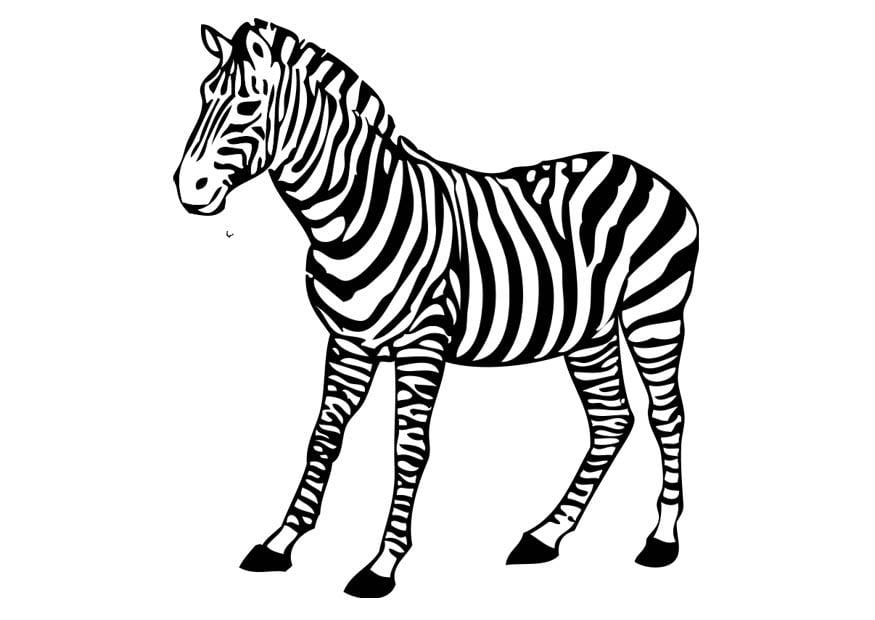 Coloring page zebra