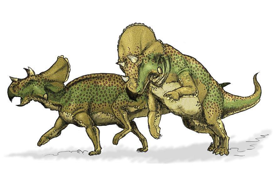 Image avaceratops dinosaur