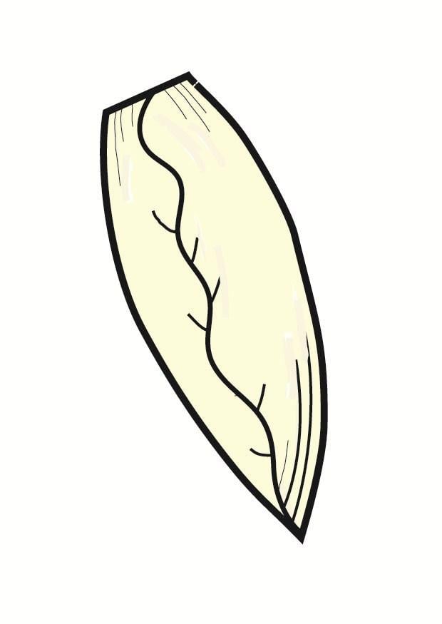 Image belgian endive