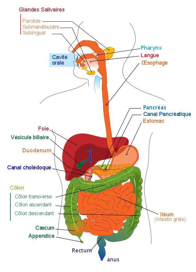 Image digestive system - french