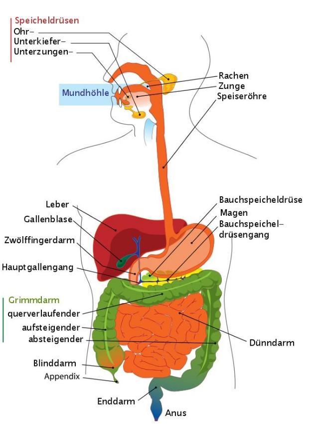 Image digestive system - german