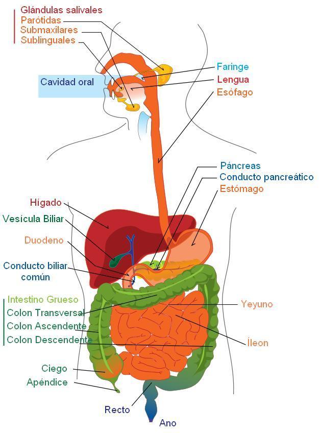 Image digestive system - spanish