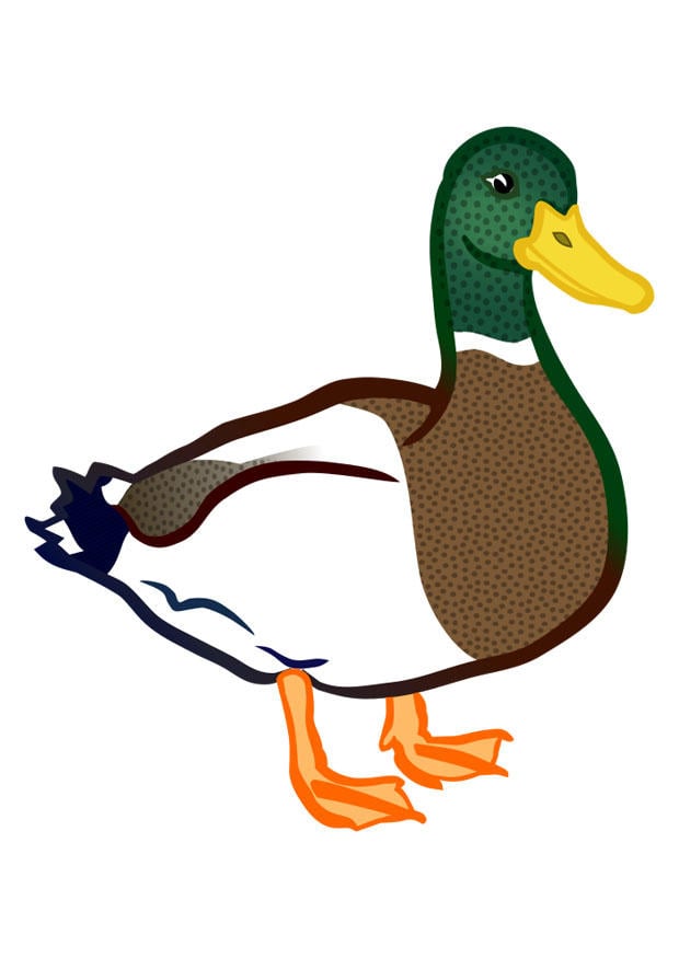 Image duck