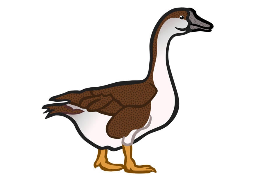 Image goose