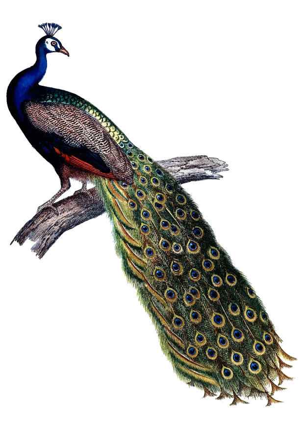 Image peacock