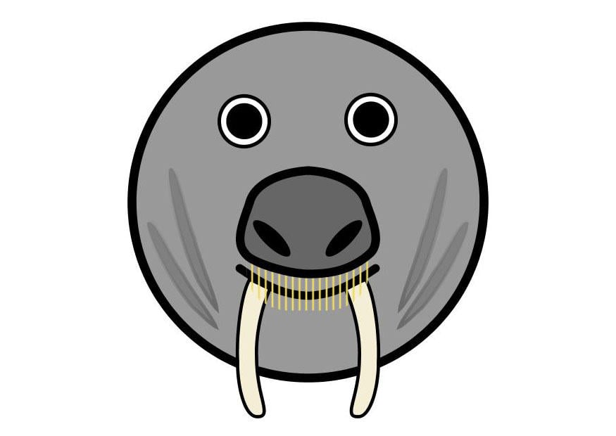 Image r1- walrus