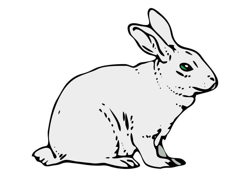 Image rabbit