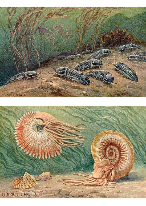 Image trilobites ands ammonoids