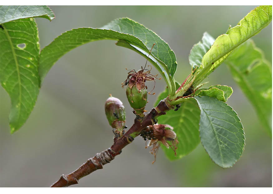 Photo 4.  early fruit mid spring