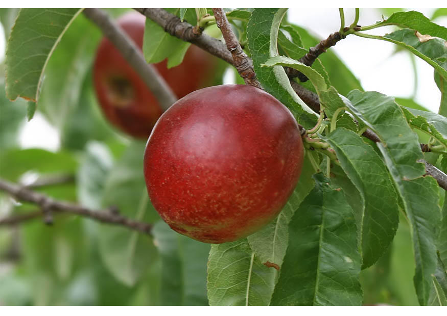 Photo 6. ripe nectarine midsummer