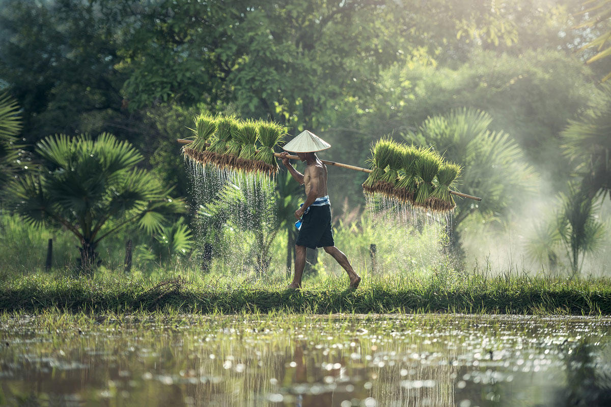 Photo agriculture