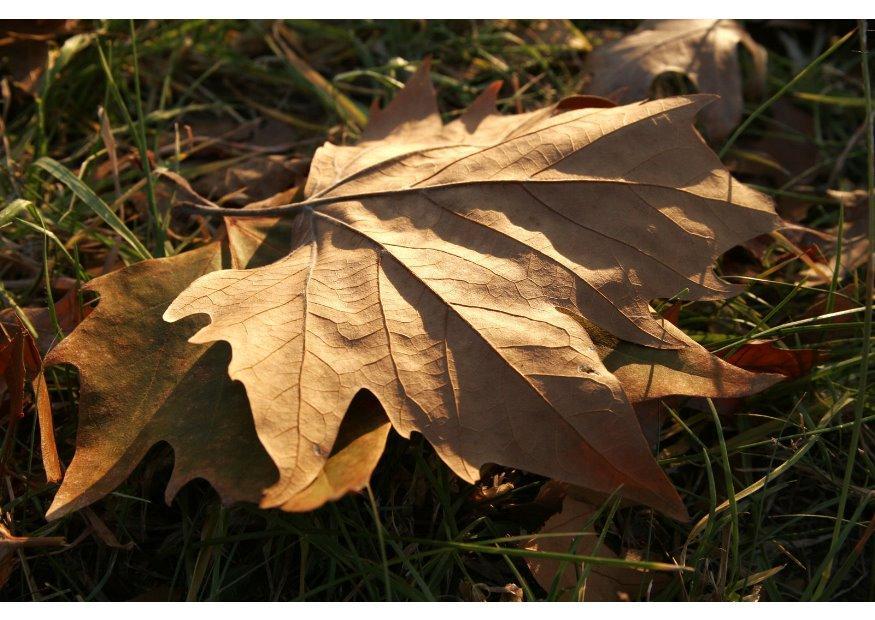 Photo autumn leaves