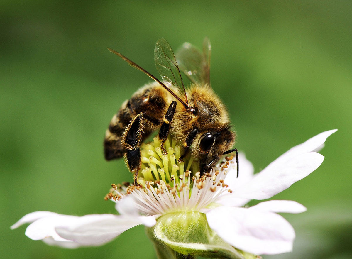 Photo bee on flower