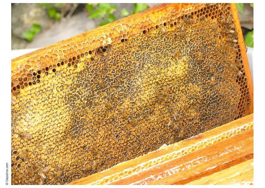 Photo beehive honeycomb