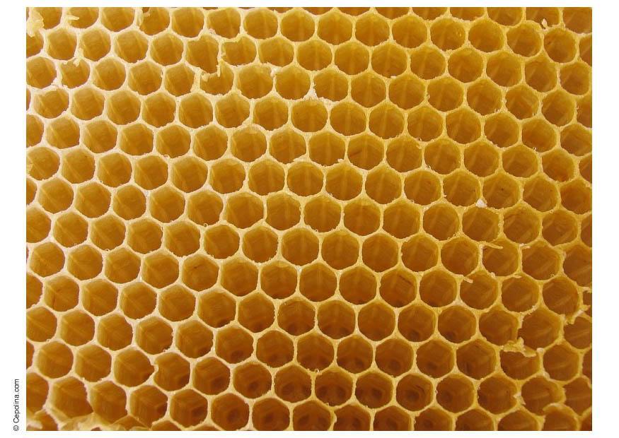 Photo beehive honeycomb