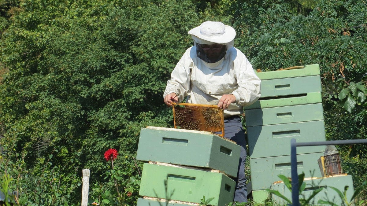 Photo beekeeper