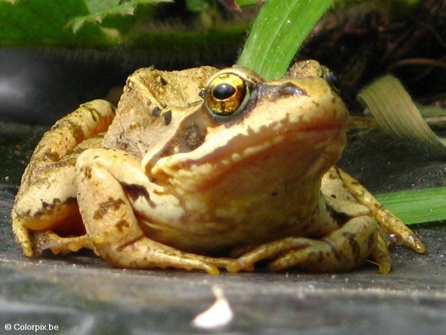 Photo brown frog 