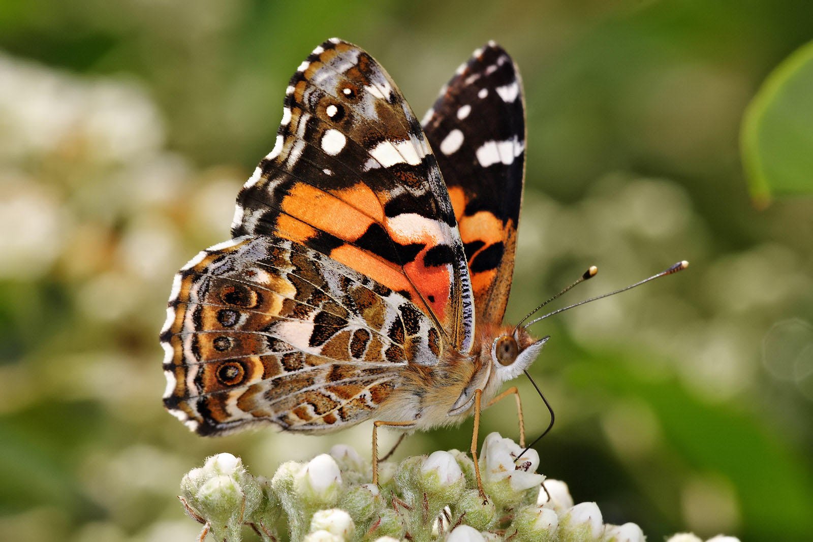 Photo butterfly - australian painted lady