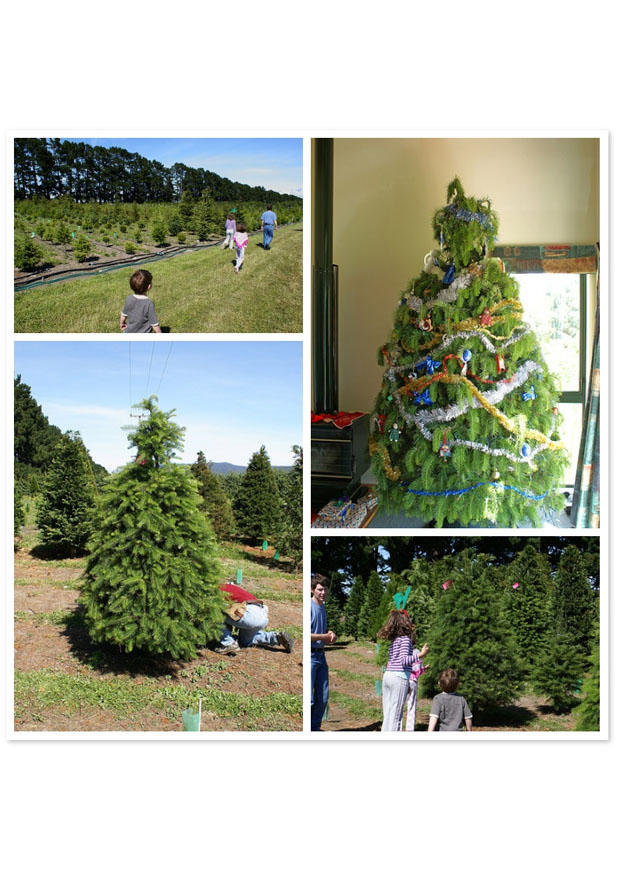 Photo buying a christmas tree