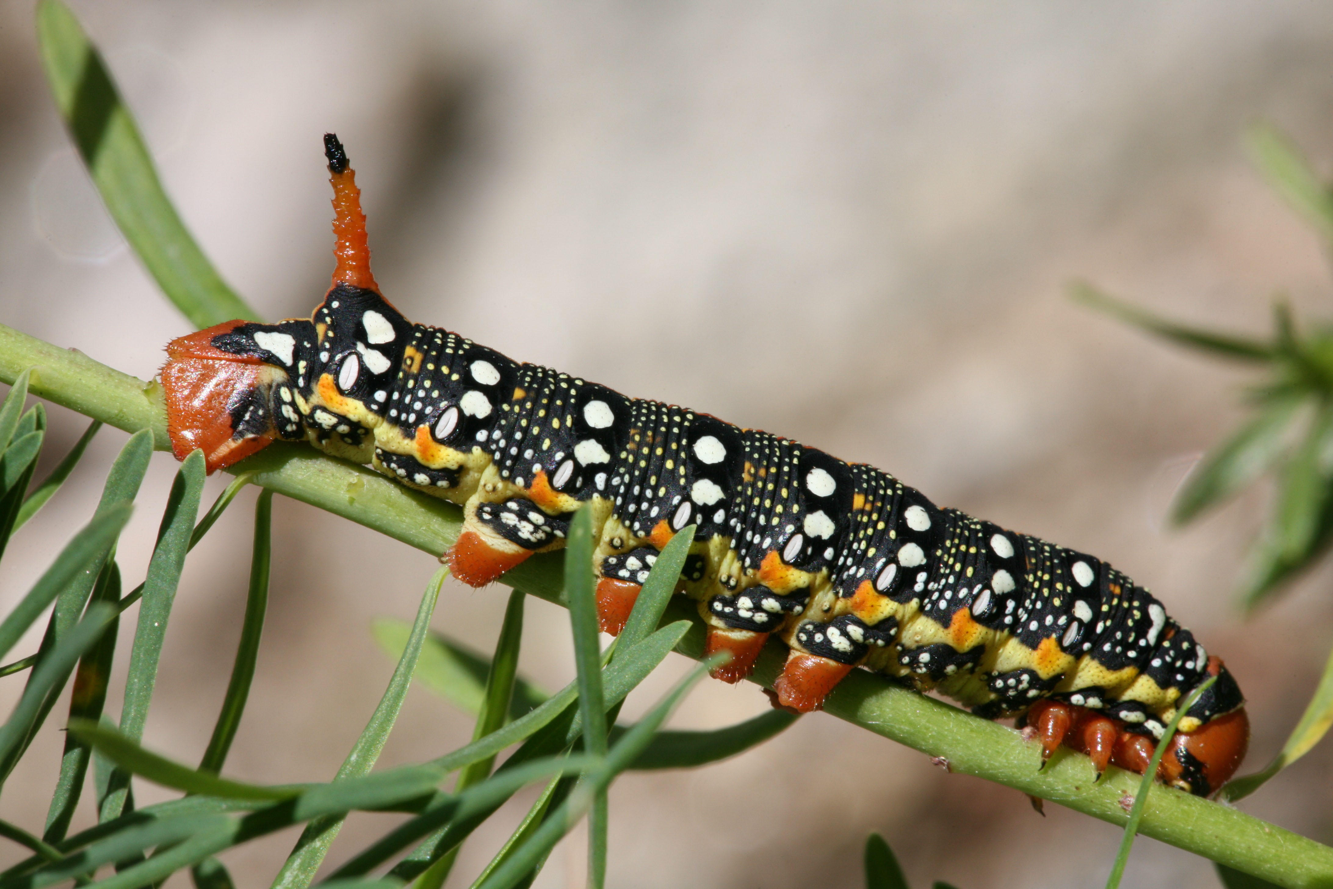 Photo caterpillar