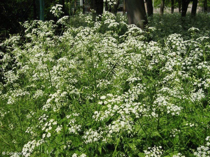 Photo cow parsley 2