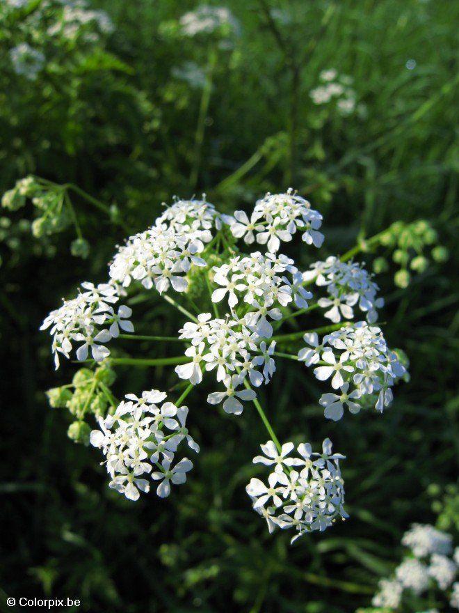 Photo cow parsley