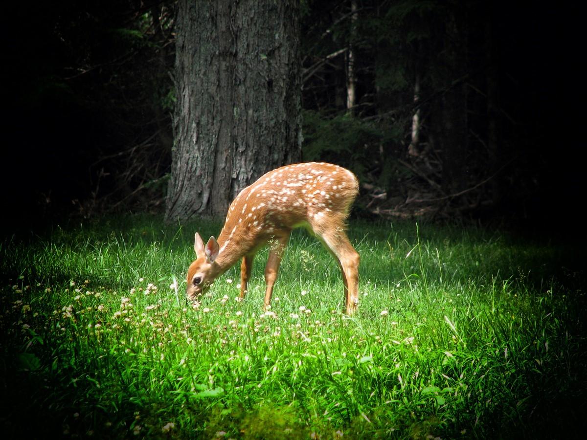 Photo deer