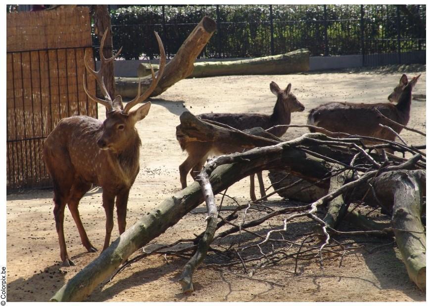 Photo deer and fawn