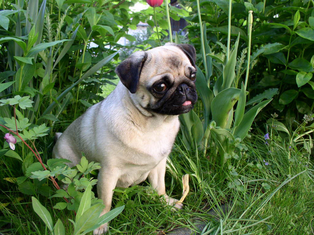 Photo dog - pugdog