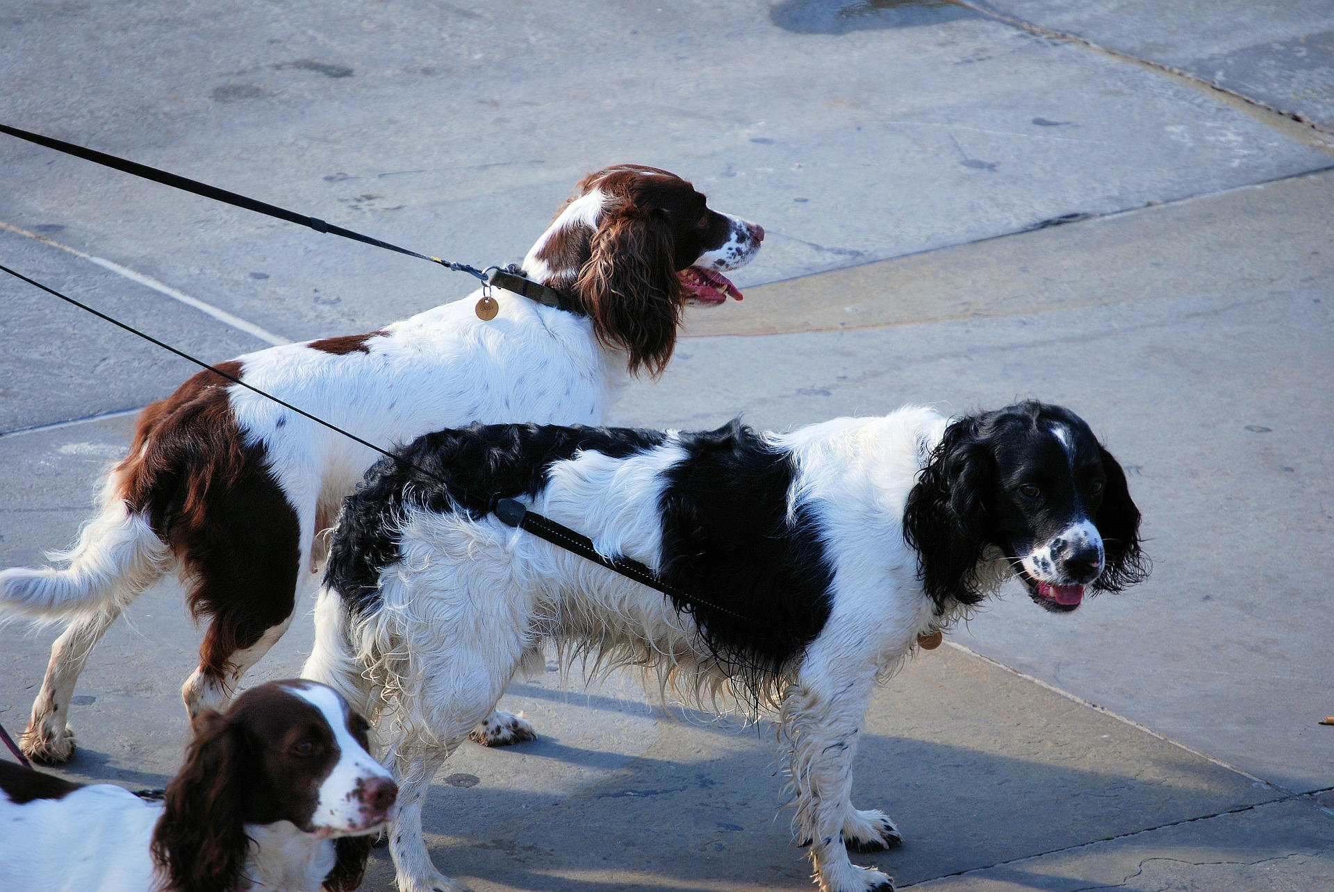 Photo dogs on leads