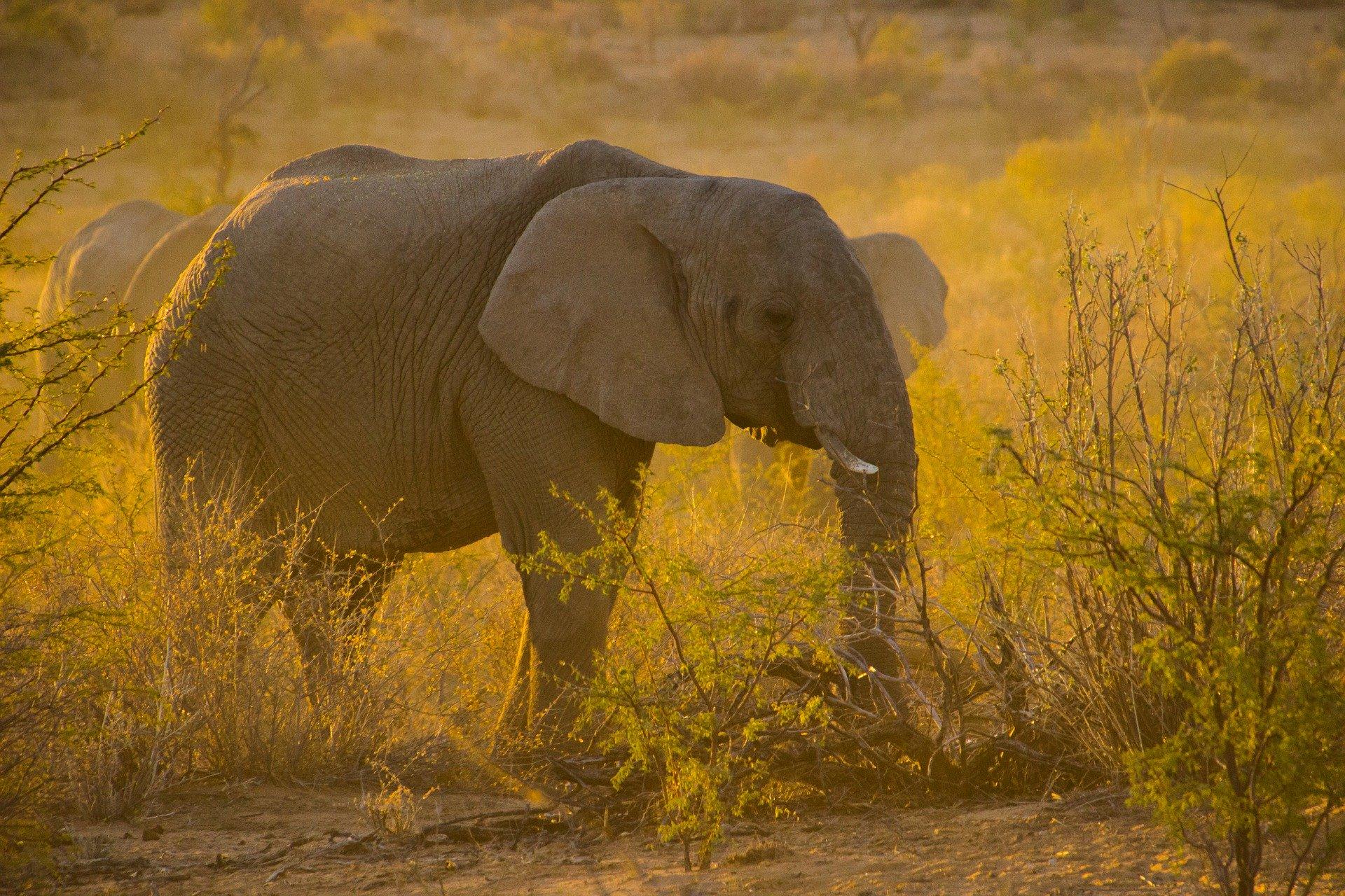 Photo elephant