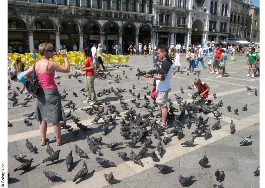 Photo feeding the pigeons at san marco square