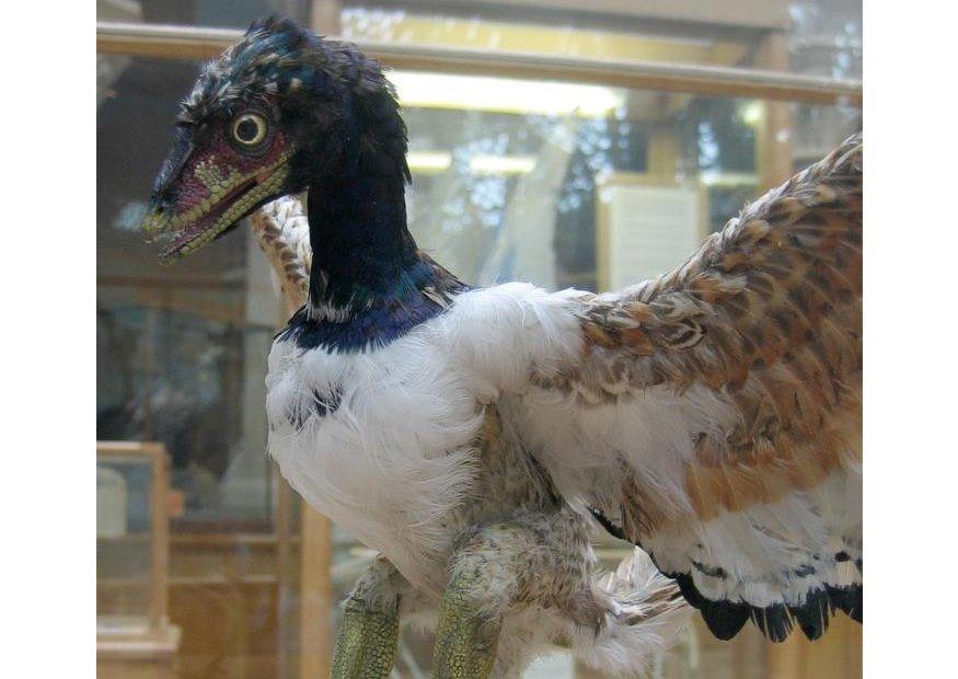 Photo first known bird - archaeopteryx