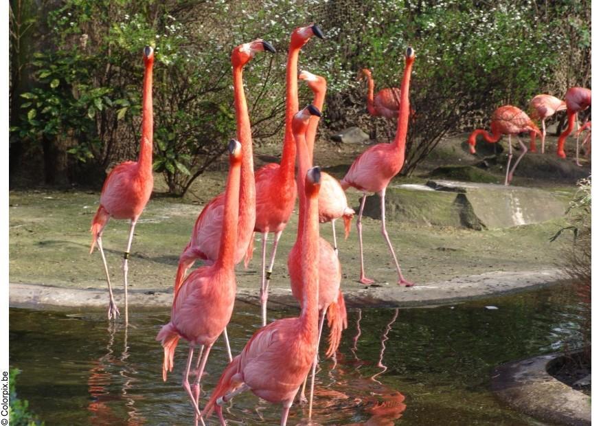 Photo flamingos