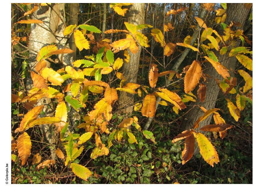 Photo forest - autumn leaves