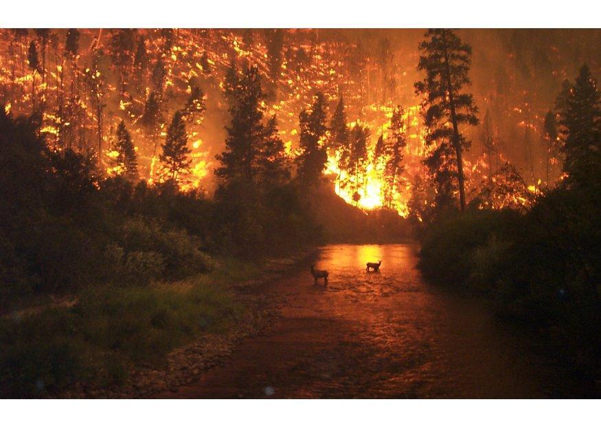 Photo forest fire