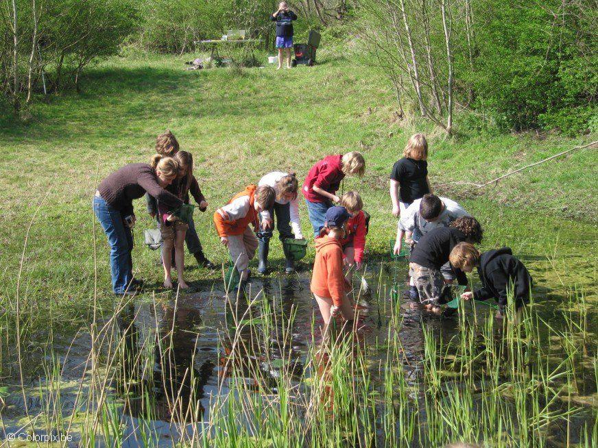 Photo frog pond