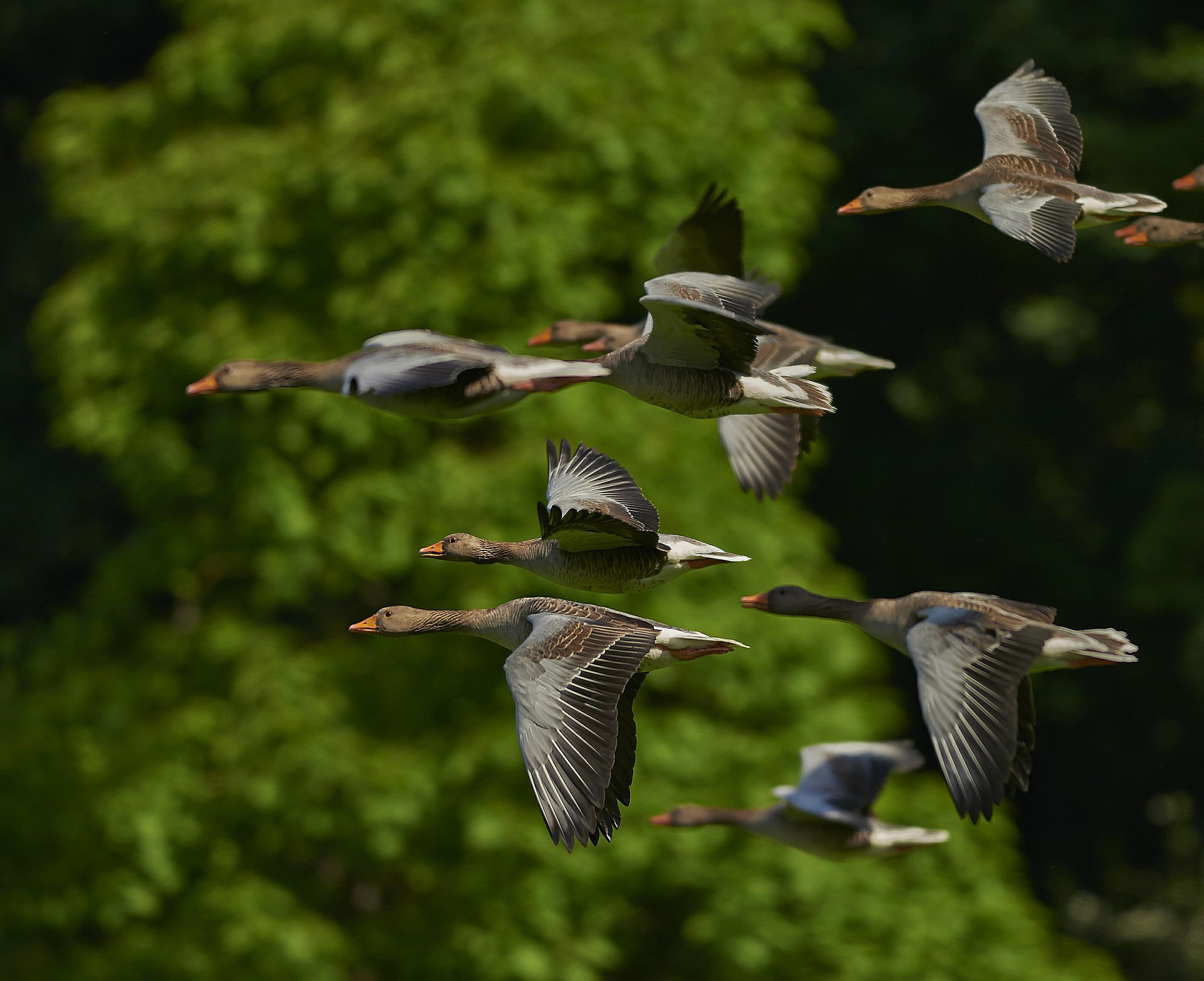 Photo geese