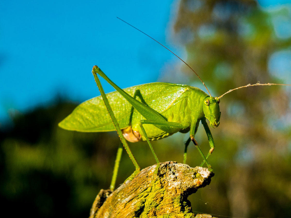 Photo grasshopper