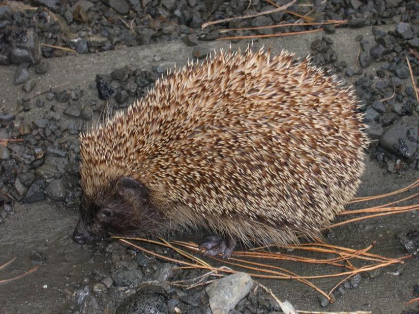 Photo hedgehog