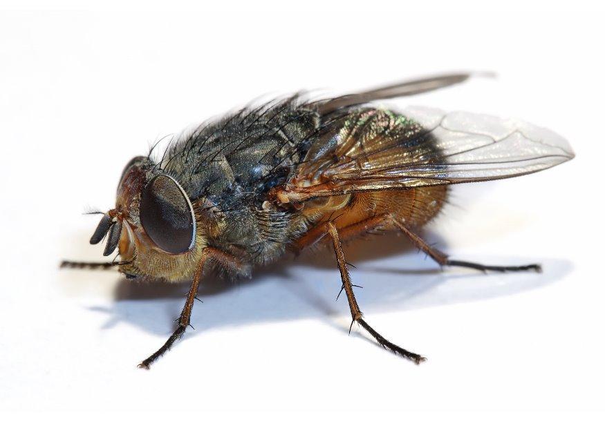 Photo housefly