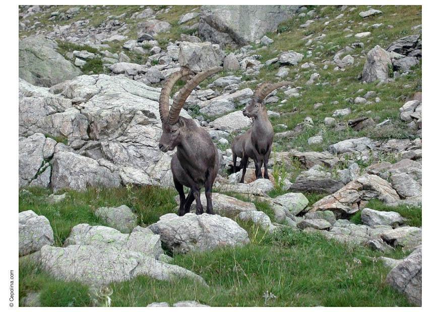 Photo ibex