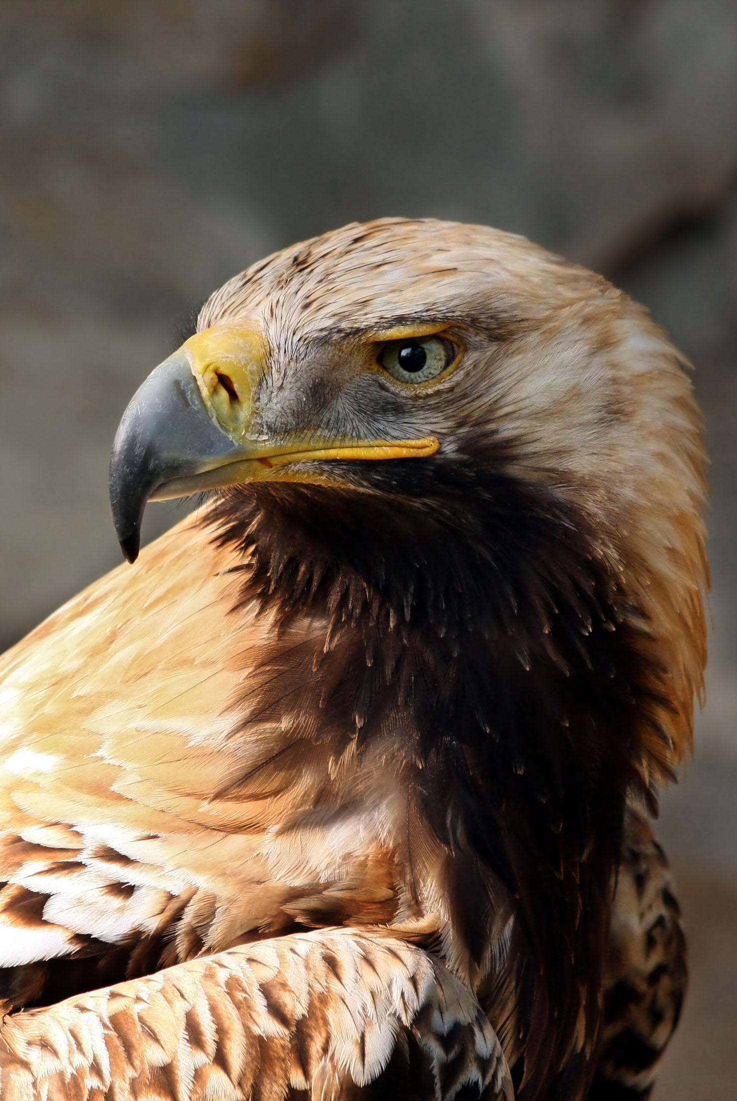 Photo imperial eagle