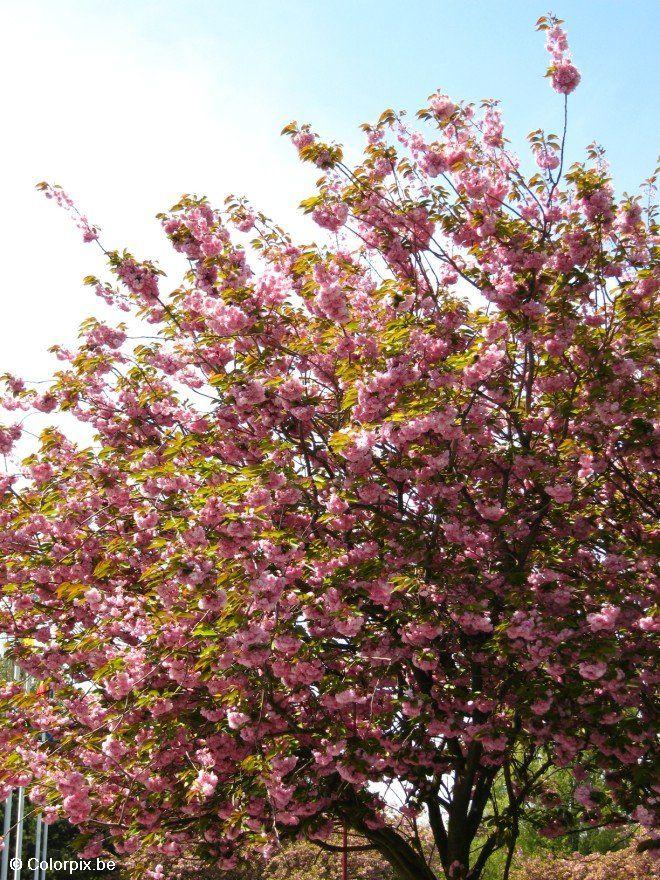 Photo japanese cherry tree 3