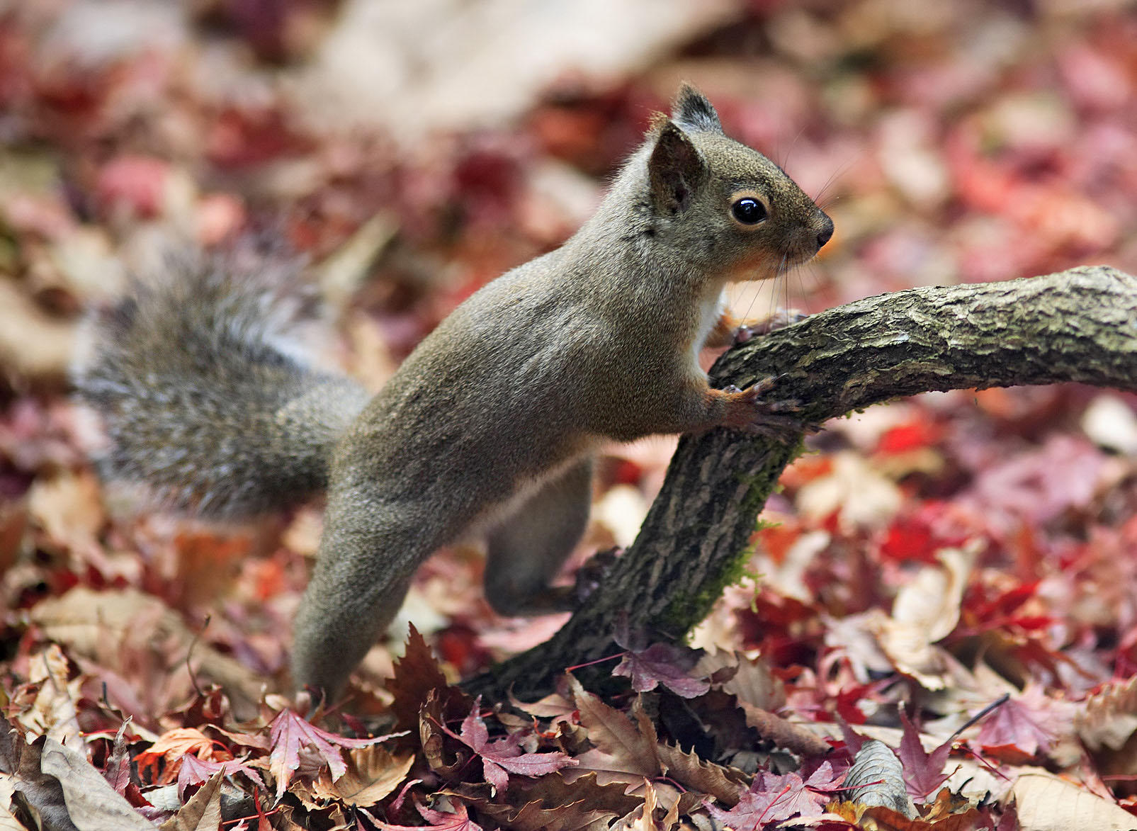 Photo japanese squirrel