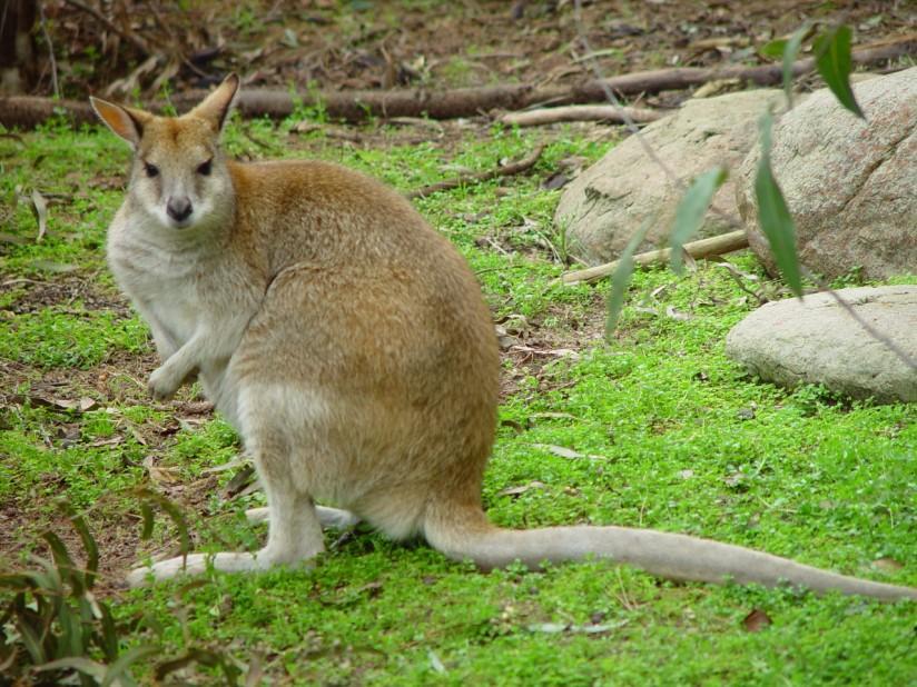 Photo kangaroo